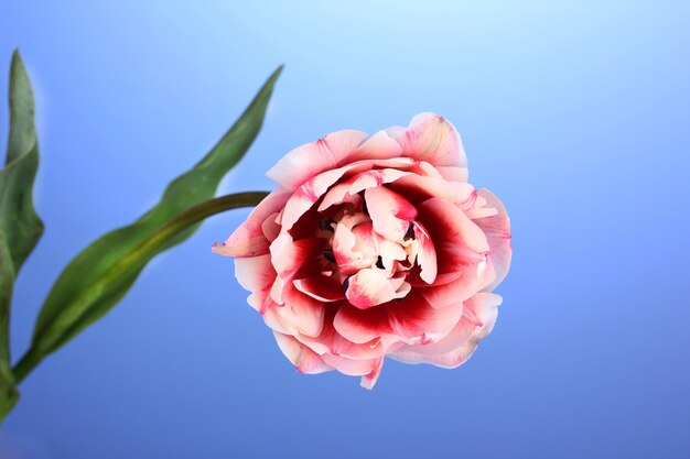 Beautiful tulip on blue background