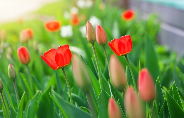 Beautiful tulip buds and flowers. Red tulips on a sunny day