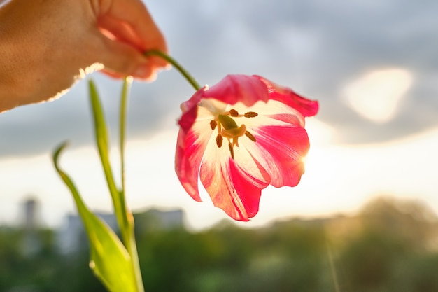 Beautiful tulip, dramatic sky with clouds, evening sunset.