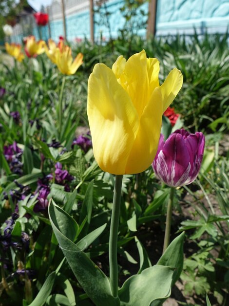 美しいチューリップの花咲く春の写真鮮やかな色チューリップの花