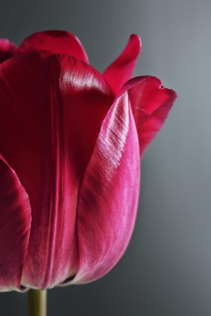 Beautiful tulip flower on gray background closeup