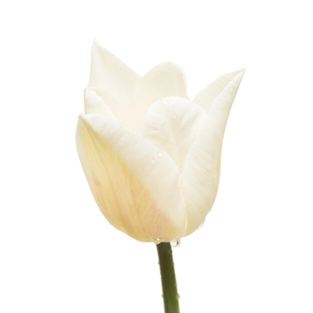 Beautiful tulip flower isolated on white background. Flat lay, top view