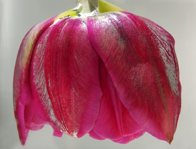 Beautiful tulip flower on light background closeup