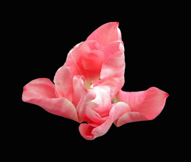 Красивый цветок тюльпана розового цвета, звезда необычной формы, выделенная на черном фоне крупным планом, весна