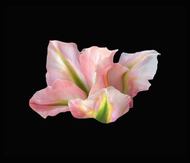 Beautiful tulip flower of pink white color unusual shape  isolated on black background close up