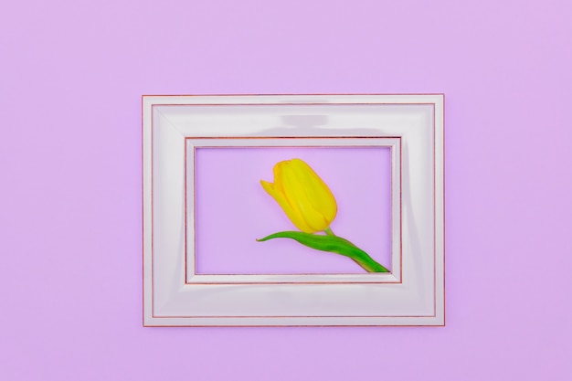 Beautiful tulip flowering pink photo frame, peach background. Spring and Easter Frame Concept. Flat lay. Blank Space