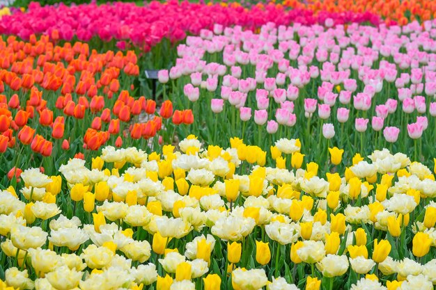 Photo beautiful tulip flowers blooming in the garden, spring season