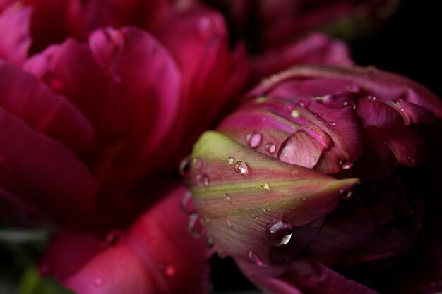 Beautiful tulip flowers closeup