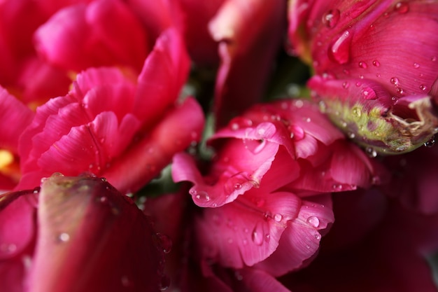 Beautiful tulip flowers, closeup