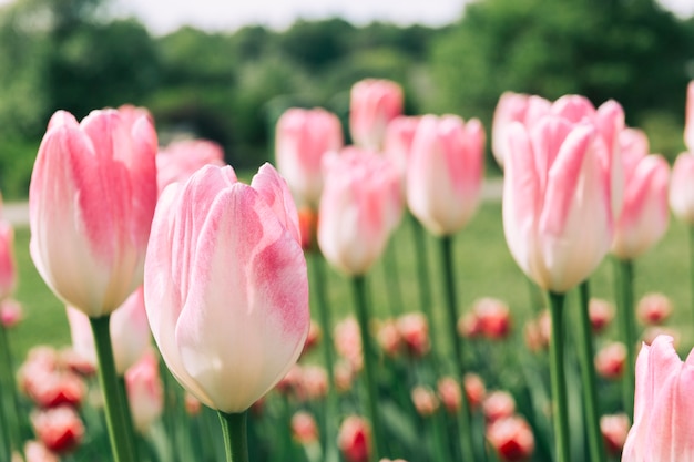 Beautiful tulip flowers growing in field