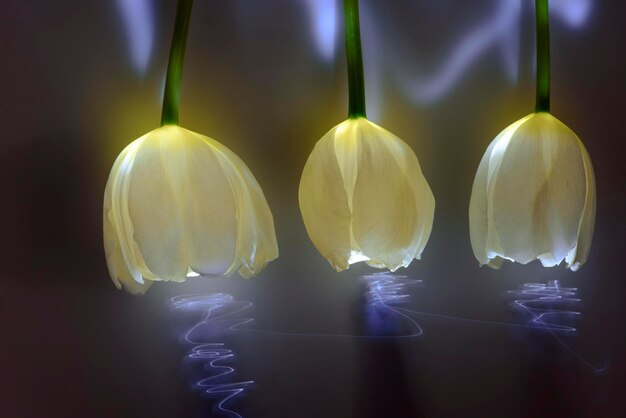 beautiful tulip flowers neon light