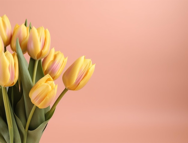 Beautiful tulip flowers with copy Space background top view Space for text