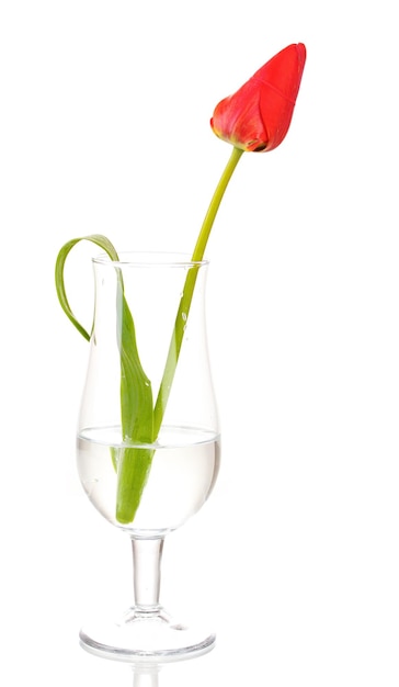 Красивый тюльпан в стекле, изолированные на белом фоне