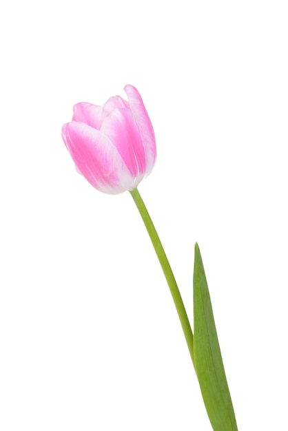 Beautiful tulip isolated on white