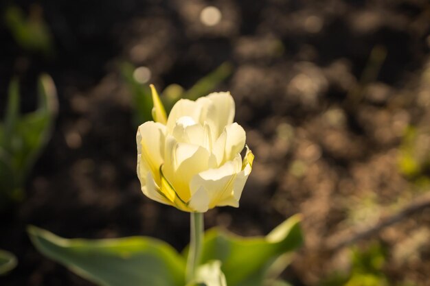 Photo beautiful tulip lit by the sun