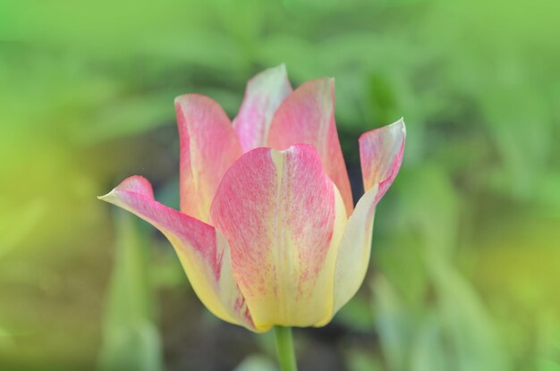 Beautiful tulip Marjolettii