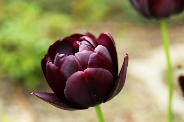 Beautiful tulip outdoors