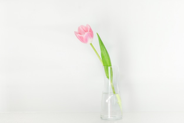 Beautiful tulip in a small transparent vase