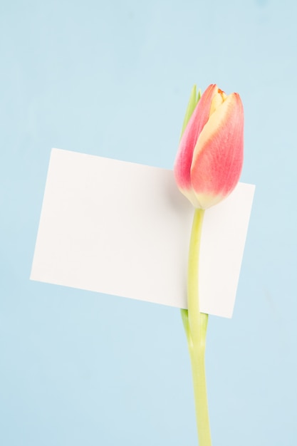 Un bellissimo tulipano con una carta vuota