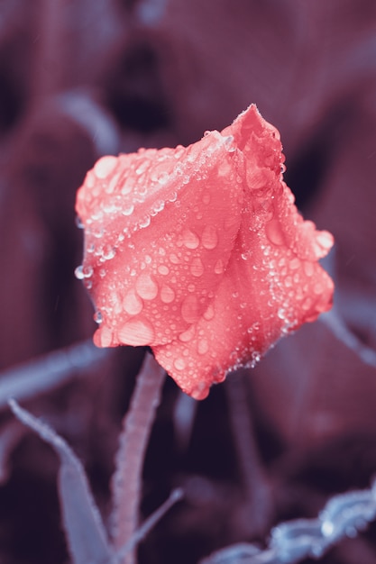 Beautiful tulip with morning dew drops.