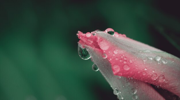 Beautiful tulip with morning dew drops.