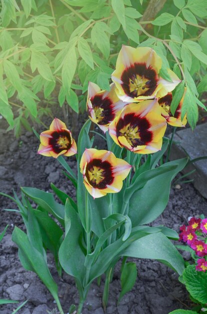 Beautiful tulip with stripe Gavota