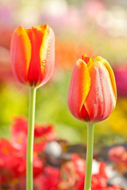 Foto bellissimo tulipano