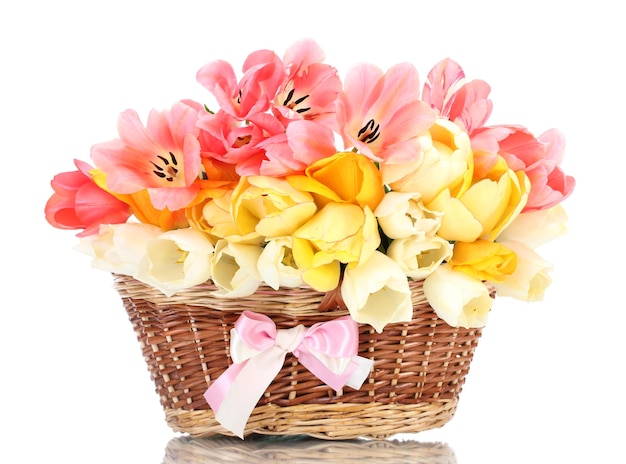 Beautiful tulips in basket isolated on white