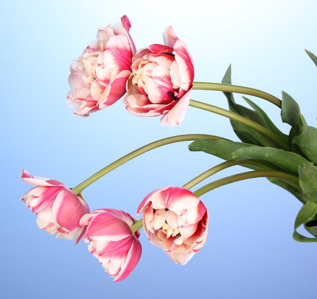 Beautiful tulips on blue background