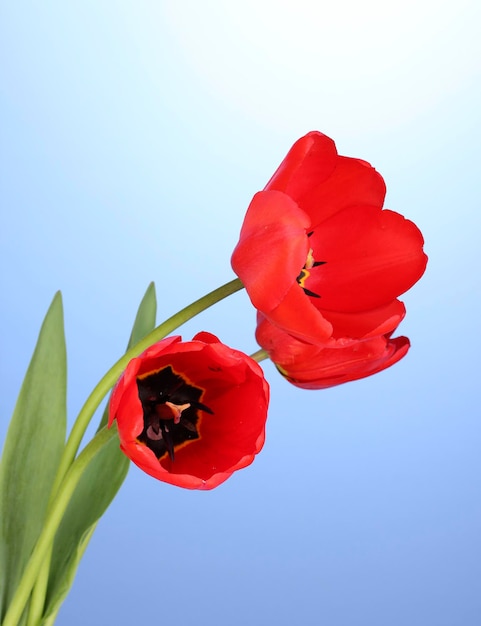 Bellissimi tulipani su sfondo blu