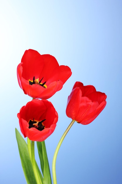 Beautiful tulips on blue background