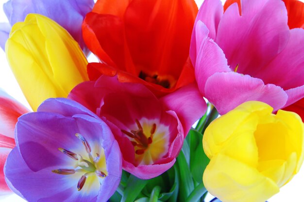 Beautiful tulips in bouquet closeup