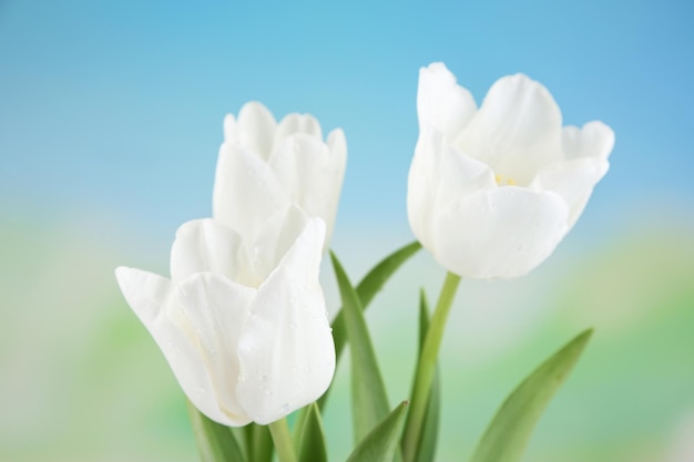 Beautiful tulips on bright background