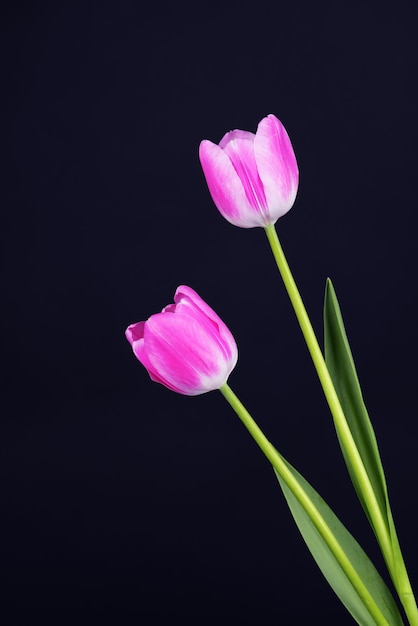Beautiful tulips in bucket on dark grey background