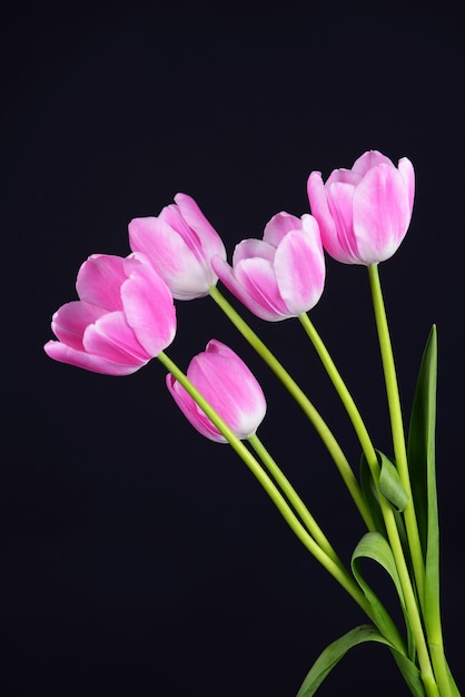 Beautiful tulips in bucket on dark grey