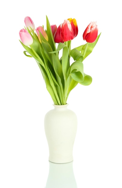 Beautiful tulips in bucket isolated on white