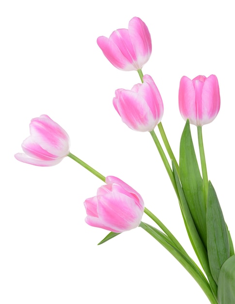 Beautiful tulips in bucket isolated on white