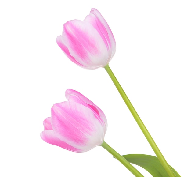 Beautiful tulips in bucket isolated on white