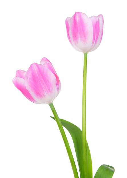 Beautiful tulips in bucket isolated on white