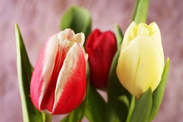 Beautiful tulips on color background