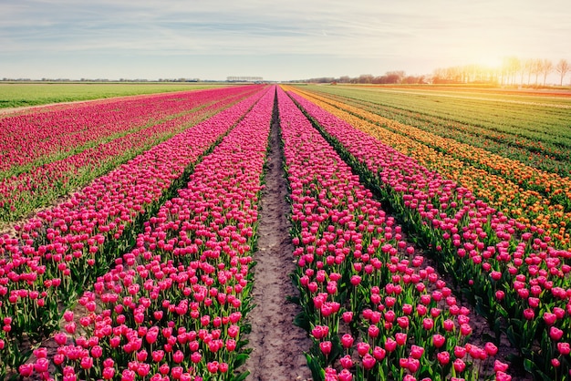 Beautiful tulips field in the Netherlands.