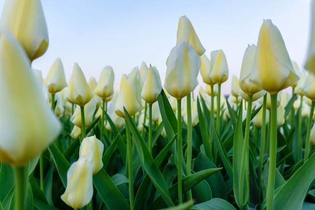 Beautiful tulips fields in the netherlands in spring under a sunset sky