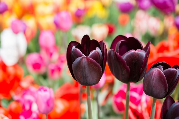 Foto bellissimo fiore di tulipani per il concept design di bellezza da cartolina