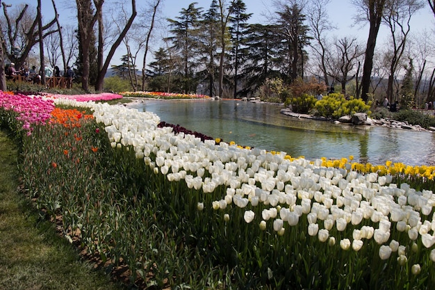 池のそばのチューリップ畑に美しいチューリップの花