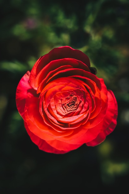 春のチューリップ畑の美しいチューリップの花