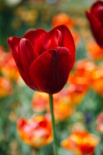 Beautiful tulips flower in tulip field in spring