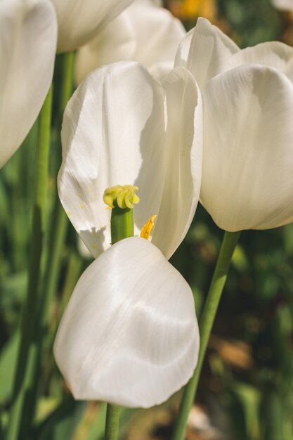 Beautiful tulips flower in tulip field in spring