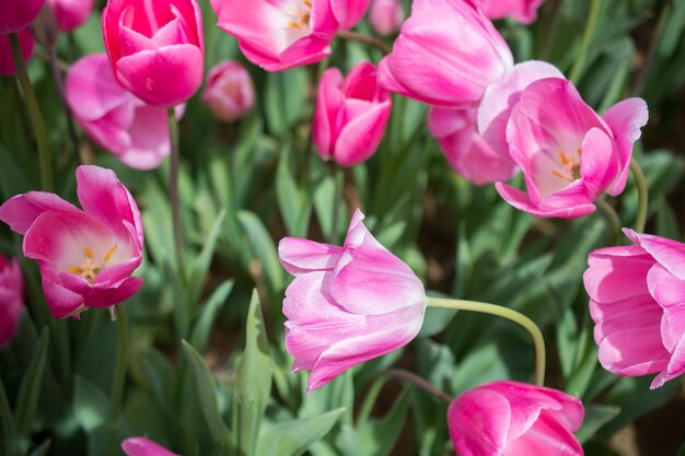 Foto i bei tulipani fioriscono nel campo del tulipano in primavera