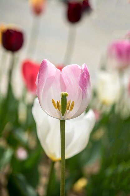 Beautiful tulips flower in tulip field in spring