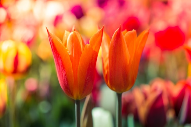 Beautiful tulips flower in tulip field in spring